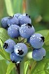 pic for Blue berries 